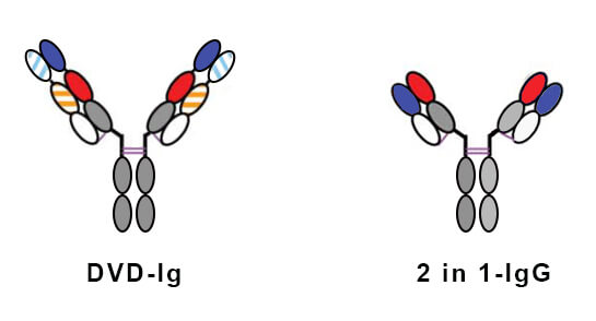 DVD-Ig双特异性抗体结构与2 in 1-IgG双特异性抗体结构图