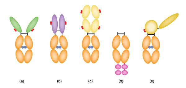 Fc融合蛋白的结构