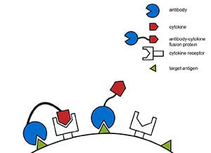 含可变区的抗体融合蛋白作用原理