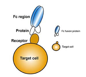 不含抗体可变区的抗体融合蛋白作用原理