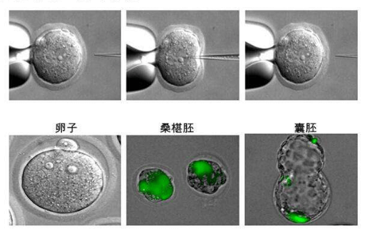 原核显微注射法